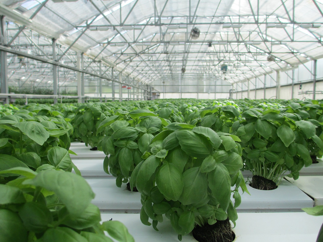 How To Grow Hydroponic Basil In 4 Easy Steps