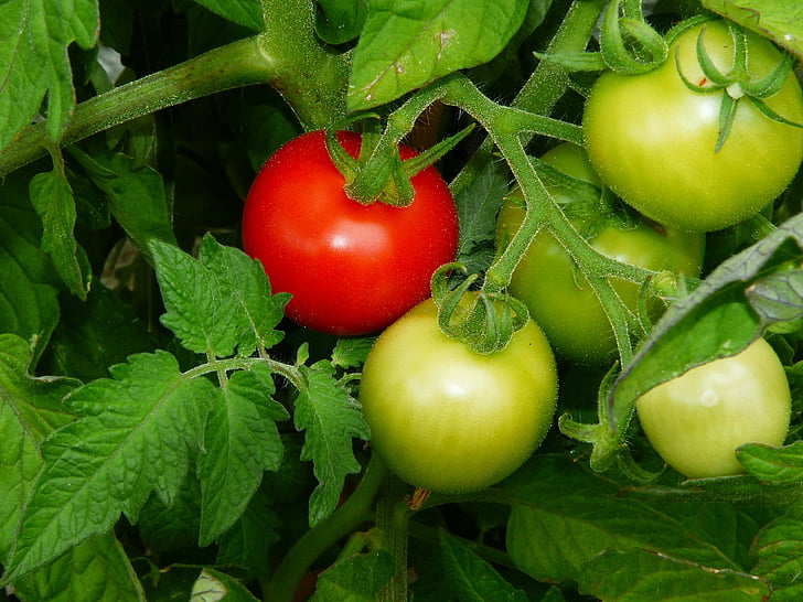 How to Pollinate Indoor Tomatoes