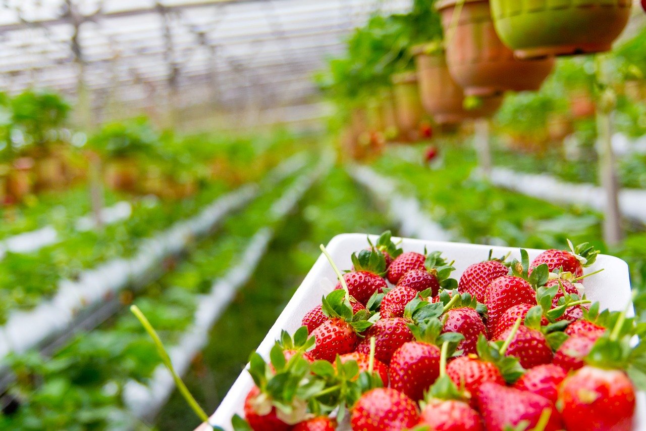 Where Are Strawberries Grown In The US