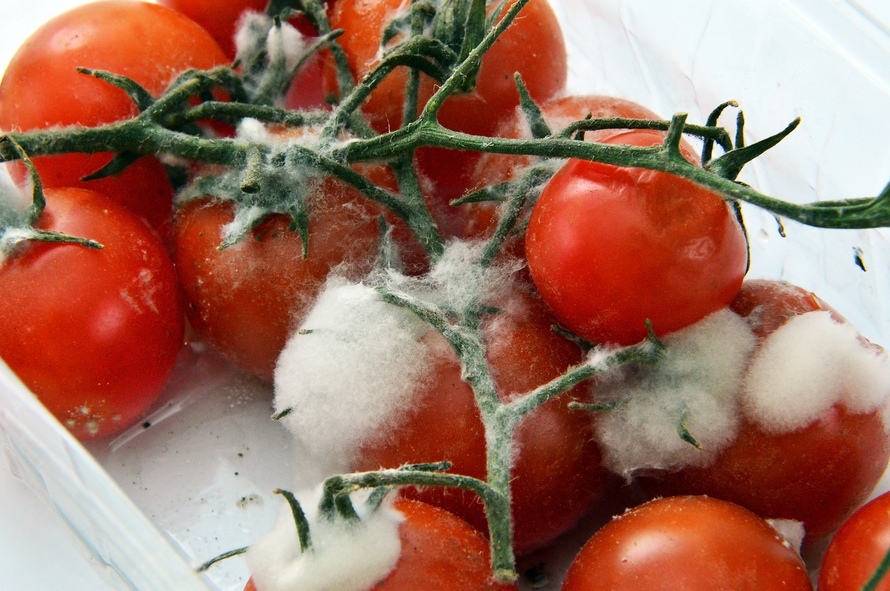 When Do Tomatoes Go Bad? 4 Signs to Watch Out For