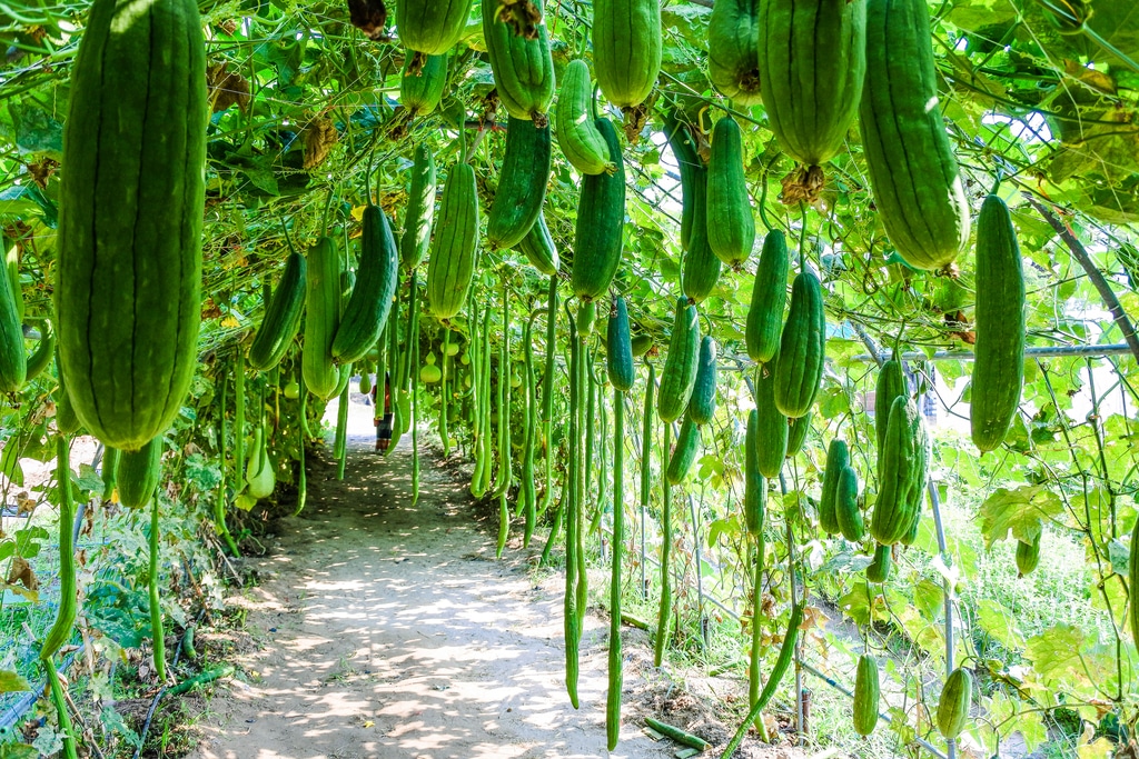 How to Grow Zucchinis Vertically in a Small Garden