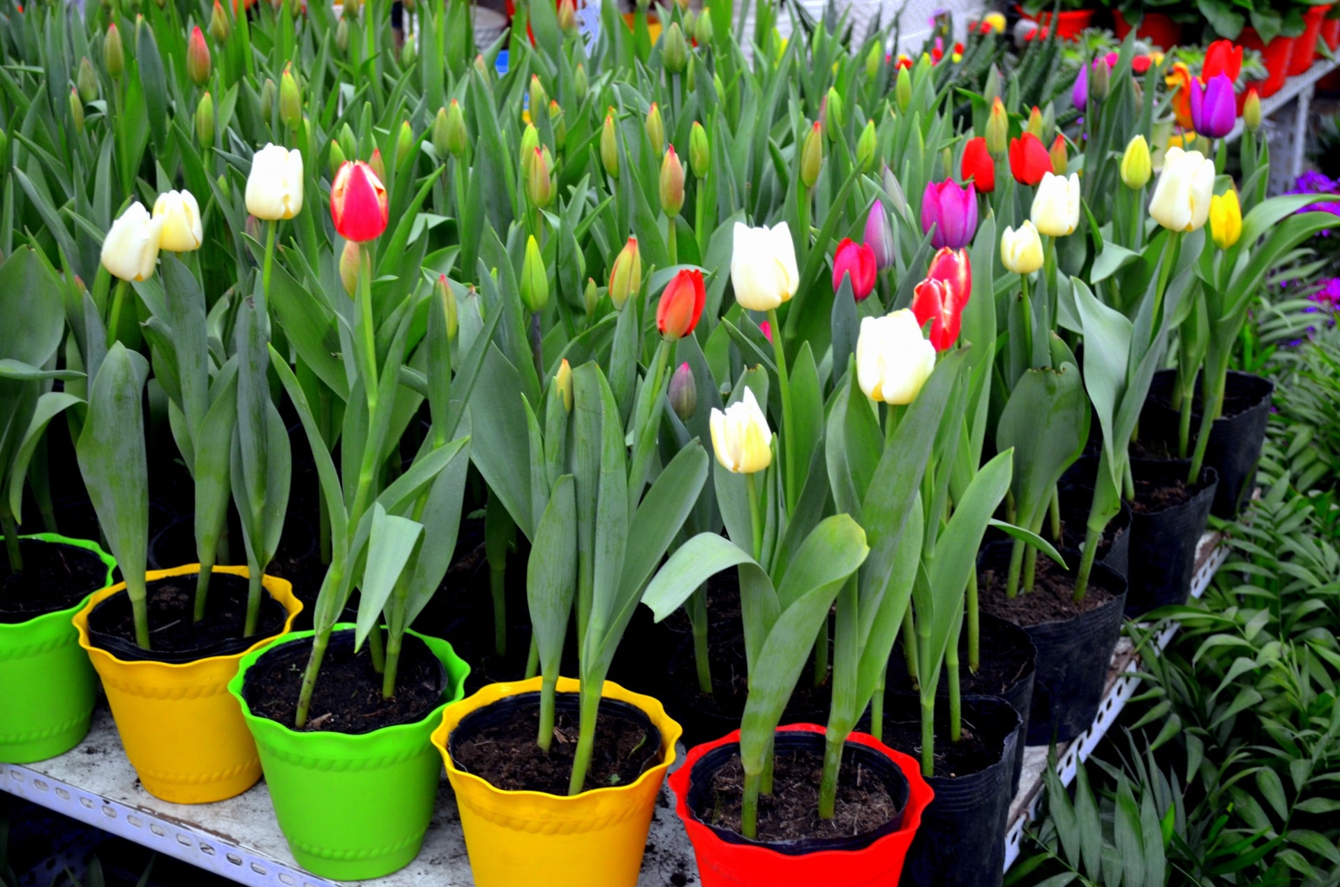 how-to-care-for-potted-tulips-in-4-easy-steps-krostrade