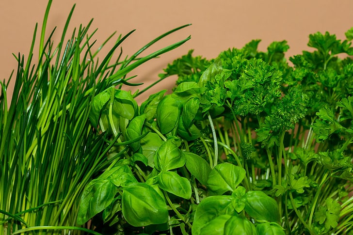 How To Pick Herbs Without Killing Plant