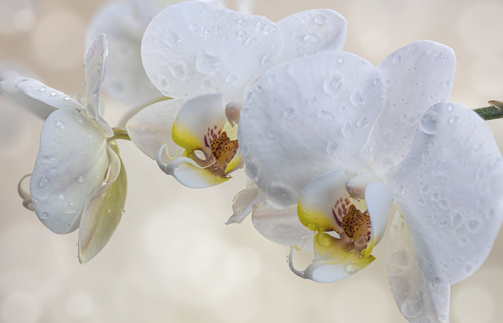 How To Grow Orchids In Water In 3 Easy Steps