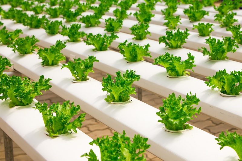 How Do You Aerate Hydroponics. The Best 5 Ways