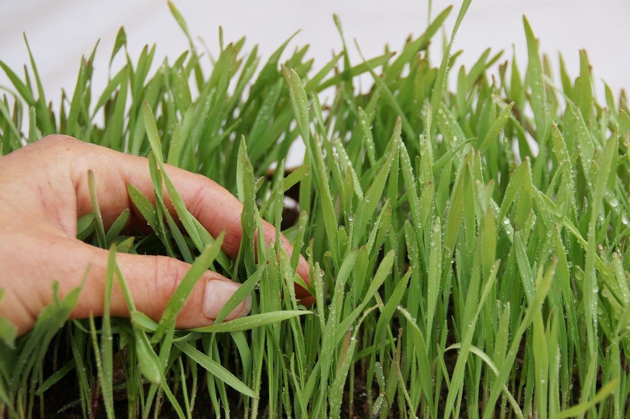 How To Grow Wheatgrass Hydroponically For Success