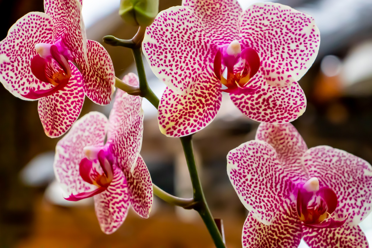 How To Cross Breed Orchids Successfully