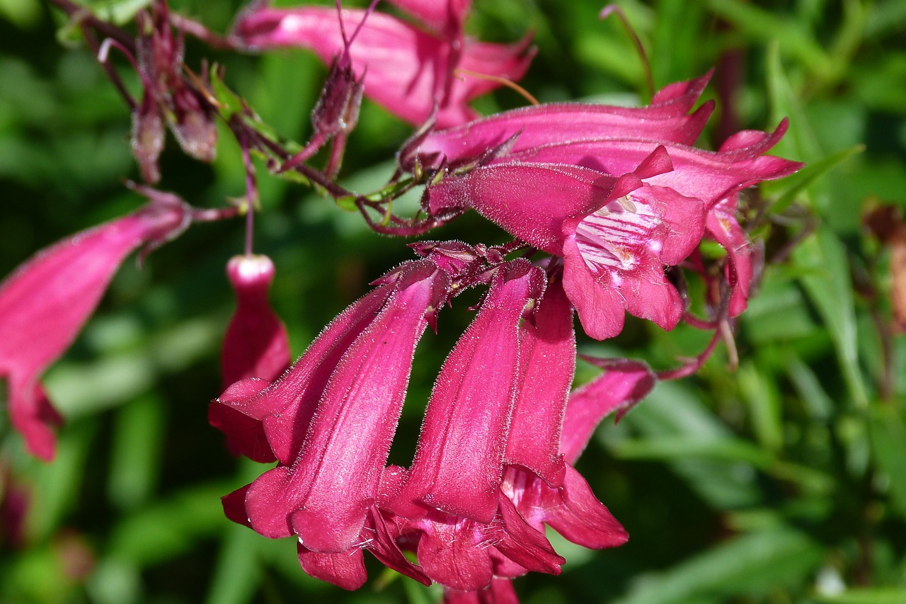 Knowing When to Plant Penstemon and How to Grow it