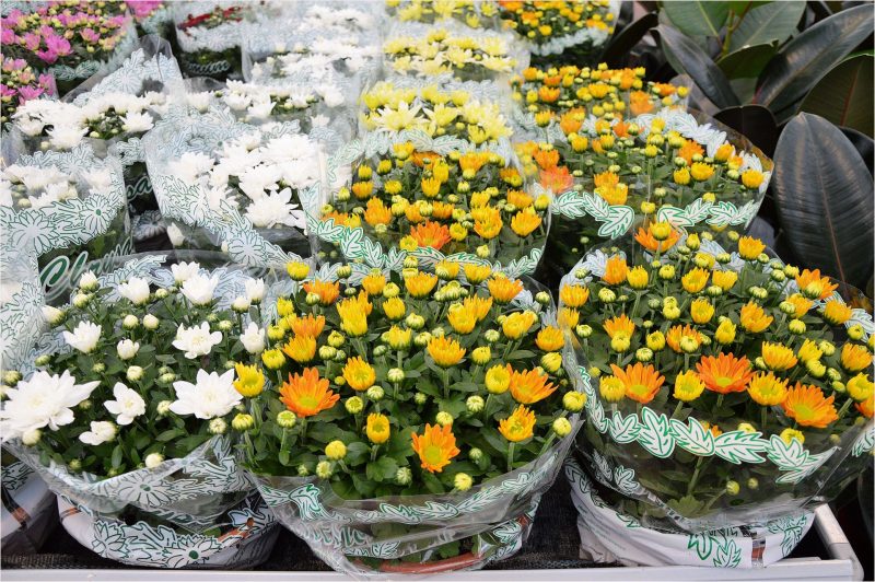 Indoor Plants: When Should You Induce Flowering