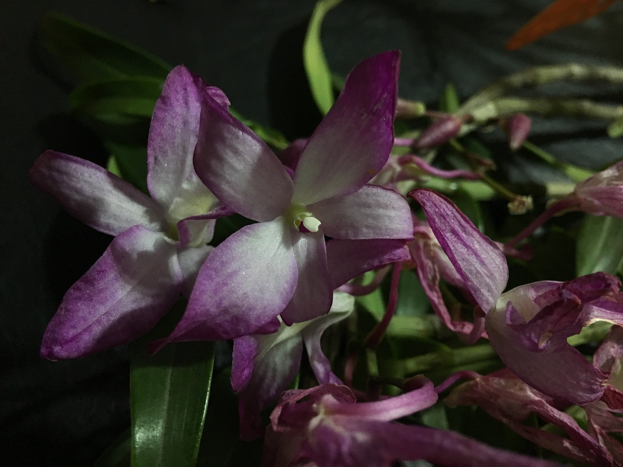 How Do I Know If My Orchid is Dead: 3 Signs to Look Out For