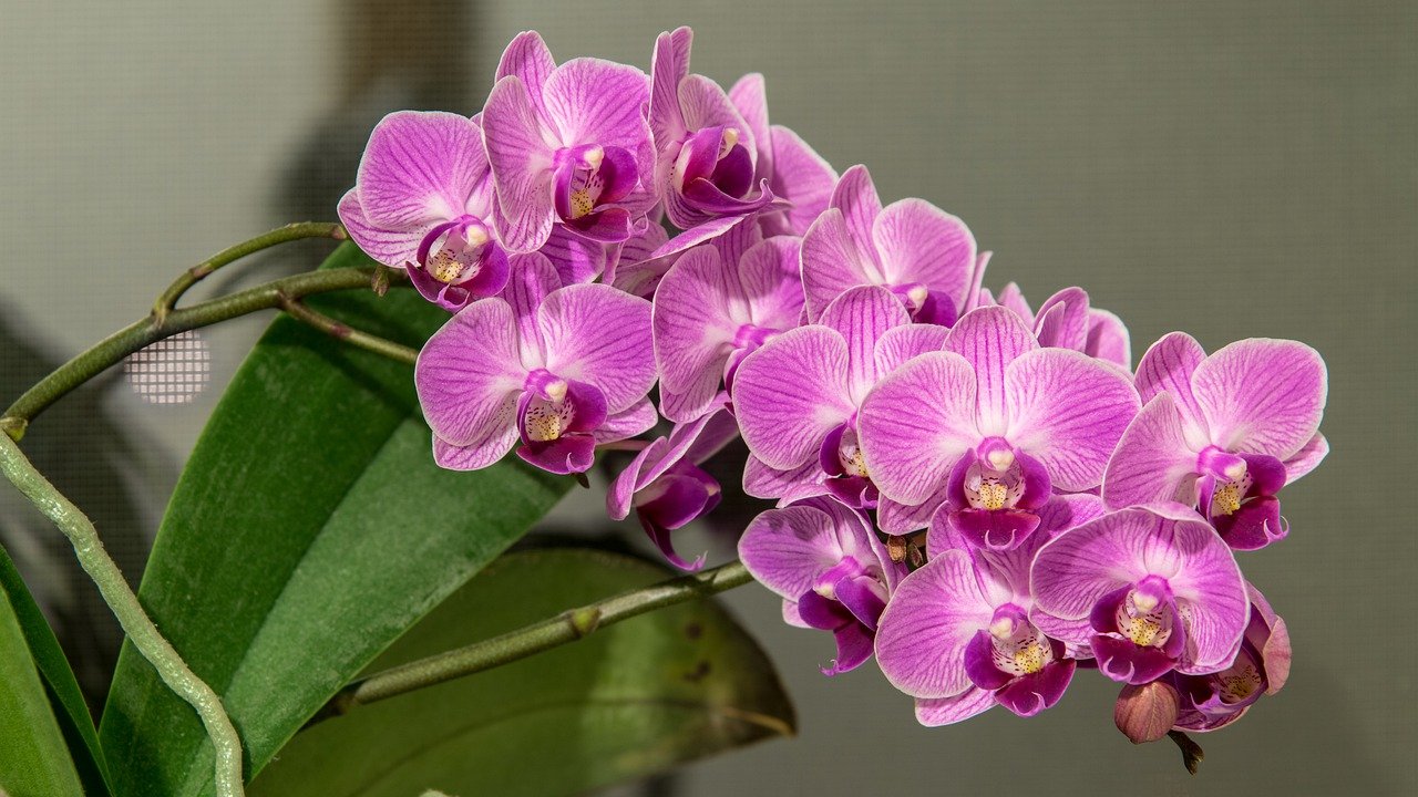 How To Reproduce Phalaenopsis Orchids Using 3 Simple Techniques