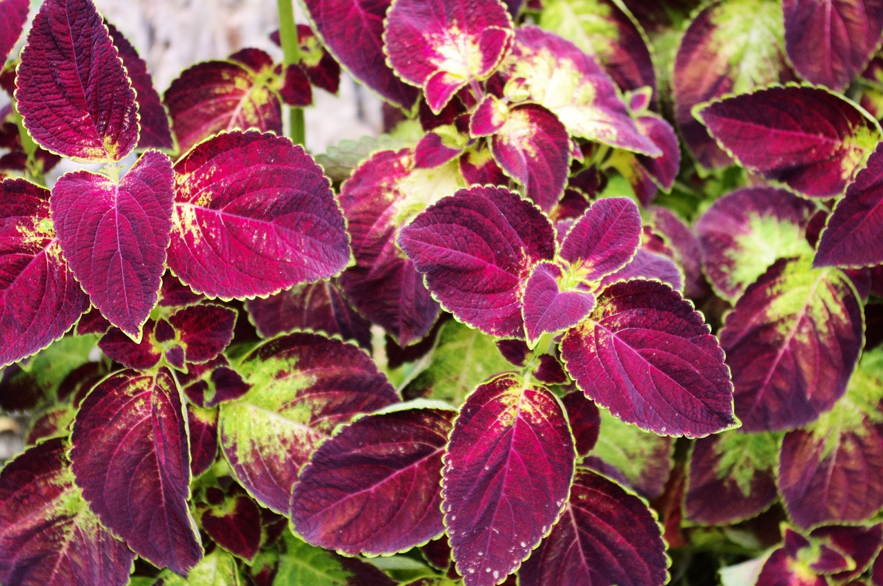 How To Clone A Coleus Plant In 3 Steps