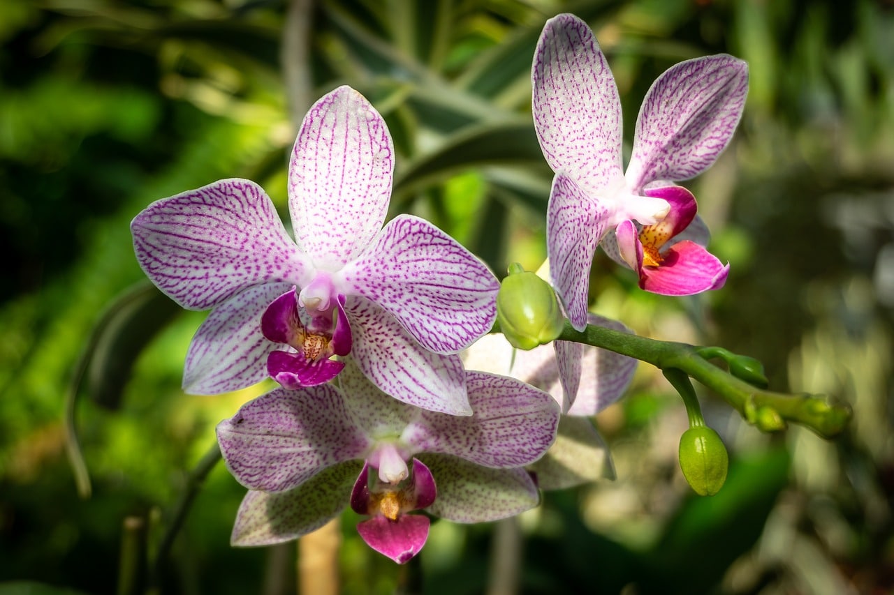 How To Get Rid Of Scale On Orchids Successfully