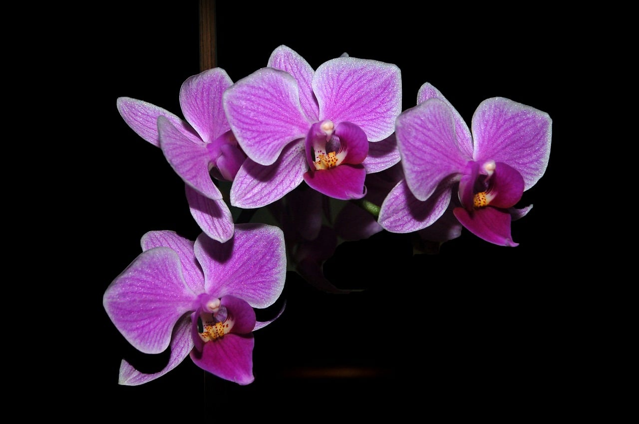 3 Best Ways On How To Propagate Orchids