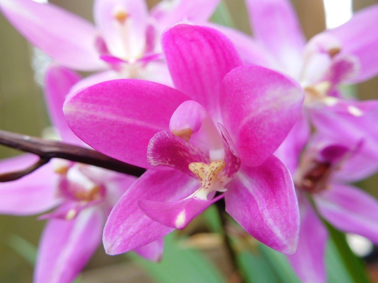 How To Grow Ground Orchids