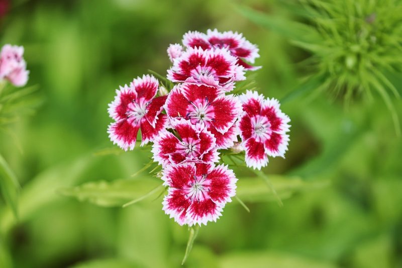 How to Divide Dianthus in 3 Easy Steps
