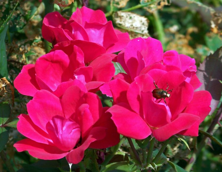 How To Get Rid Of Thrips On Roses The Best Way