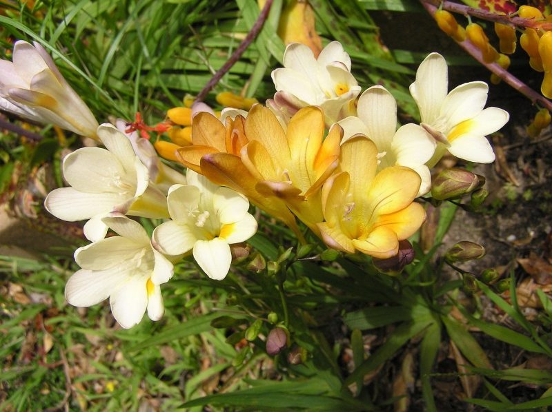 How To Store Freesia Bulbs In 3 Easy Steps