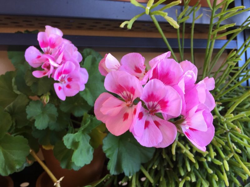 How To Fertilize Geraniums Successfully