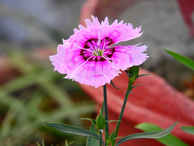 How To Grow Dianthus In Pots In 2 Easy Steps