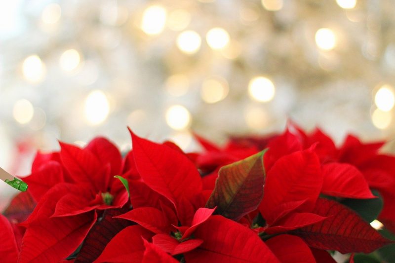 How To Grow Poinsettia Plants From Cuttings