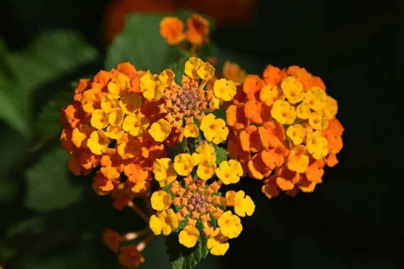 How to Propagate Lantana: Best Practices