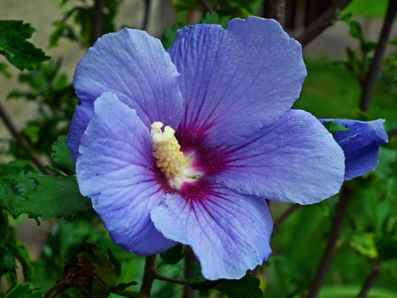 7 Tips on How to Cultivate Bare Root Hibiscus
