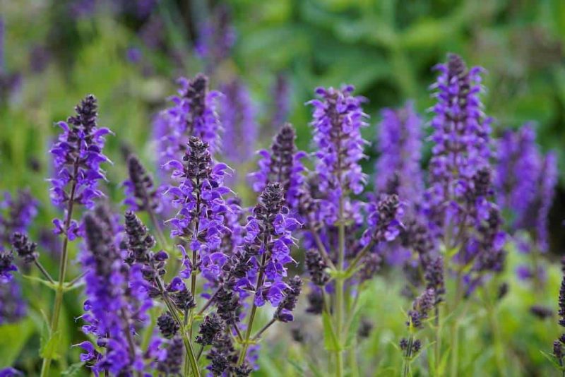 How to Propagate Salvias from Cuttings Successfully