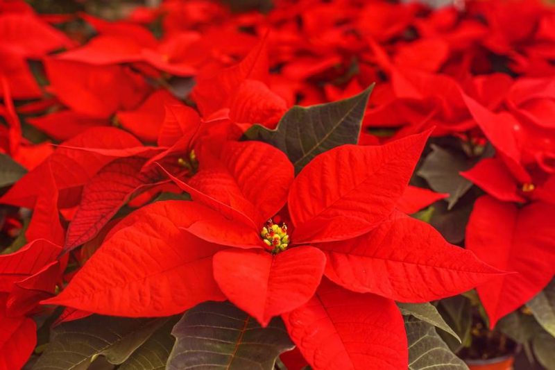 How to Grow Poinsettias from Cuttings. 3 Easy Steps