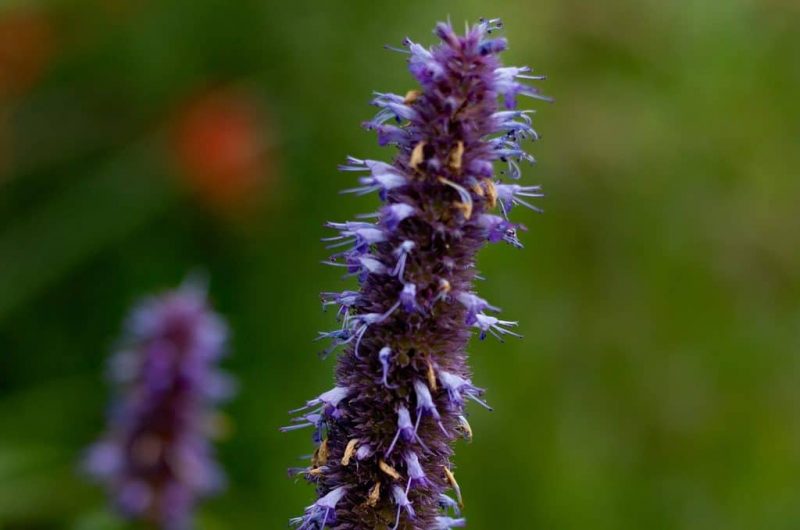 How To Grow Agastache Ultimate Guide