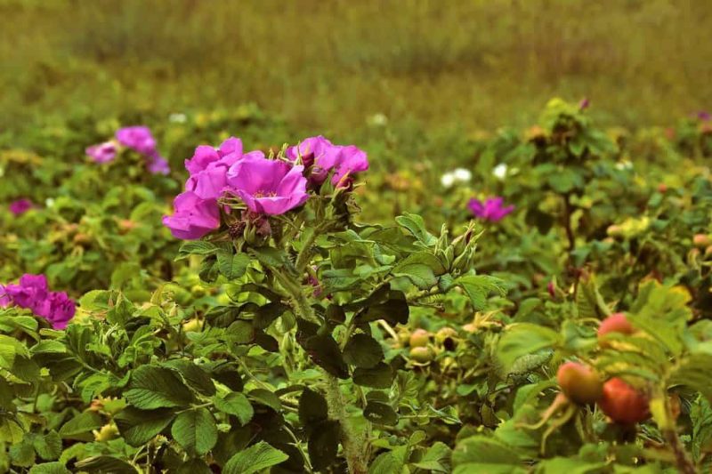 How To Get Rid Of Wild Rose Bushes Successfully