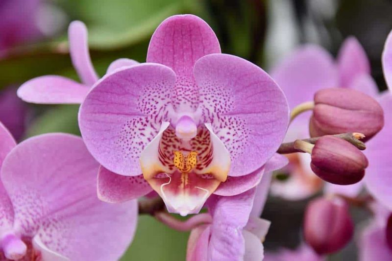 How Expensive Are Orchids And Tips For Profit