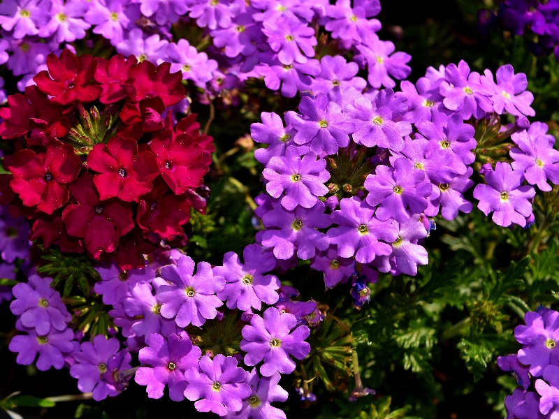 How To Grow Verbena From Seed In 3 Easy Steps