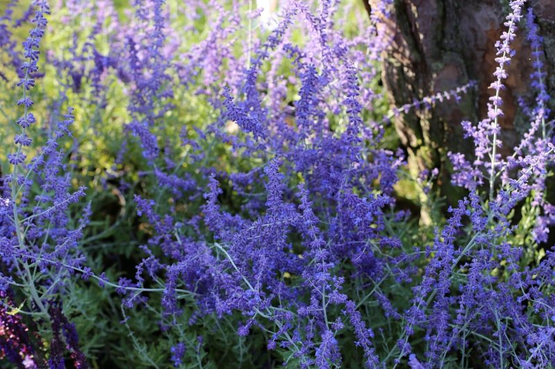 How To Propagate Russian Sage. 2 Best Ways