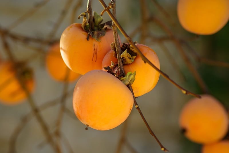 How to Prune Persimmons: 6 Practical Tips