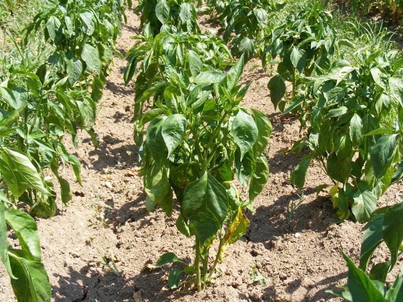 How to Identify Pepper Plants in 6 Easy Steps