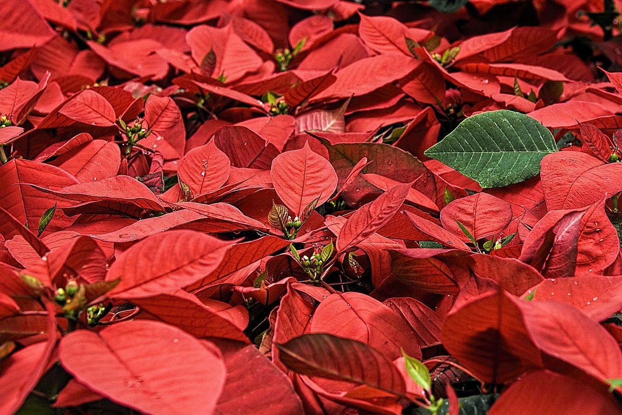 How to Turn a Poinsettia Red