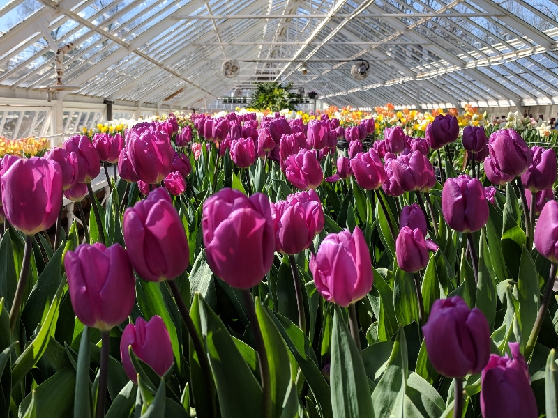 How To Care For Hydroponic Tulips For Success