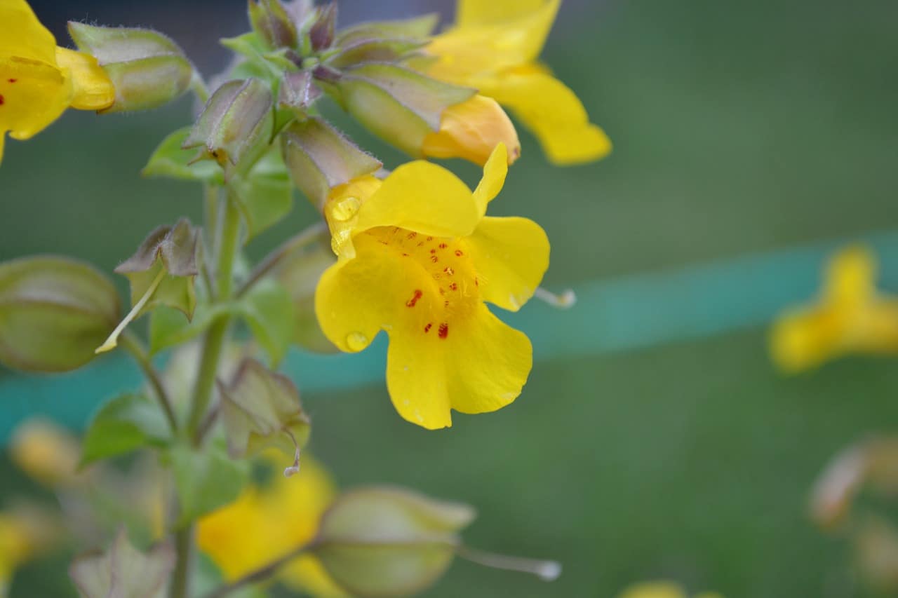 How To Grow Mimulus In 2 Easy Steps