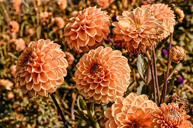 How to Pinch Dahlias: What You Need to Know