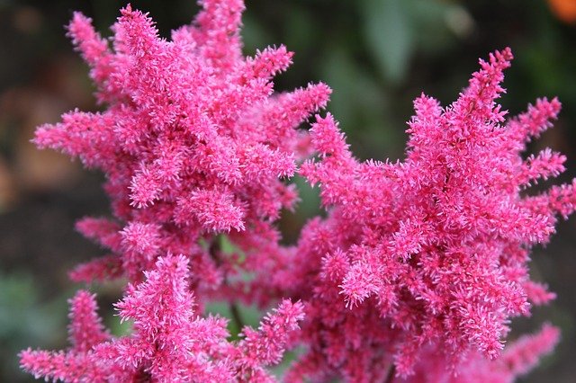 How To Plant Bare Root Astilbe Best Guide