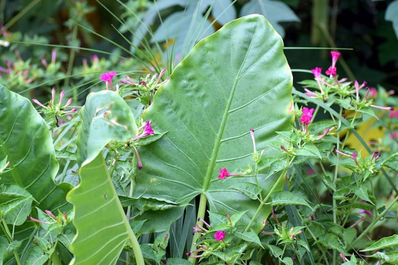 How To Overwinter Elephant Ears Step By Step Guide