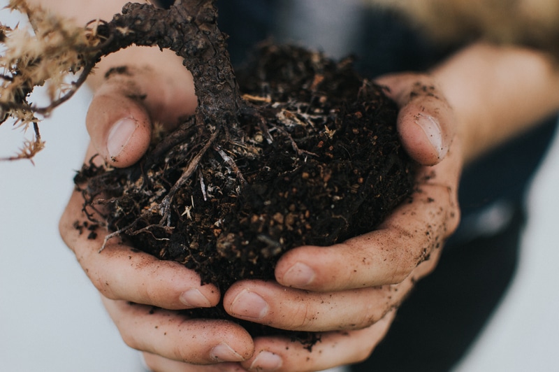 How To Add Iron To Soil Beginner's Guide
