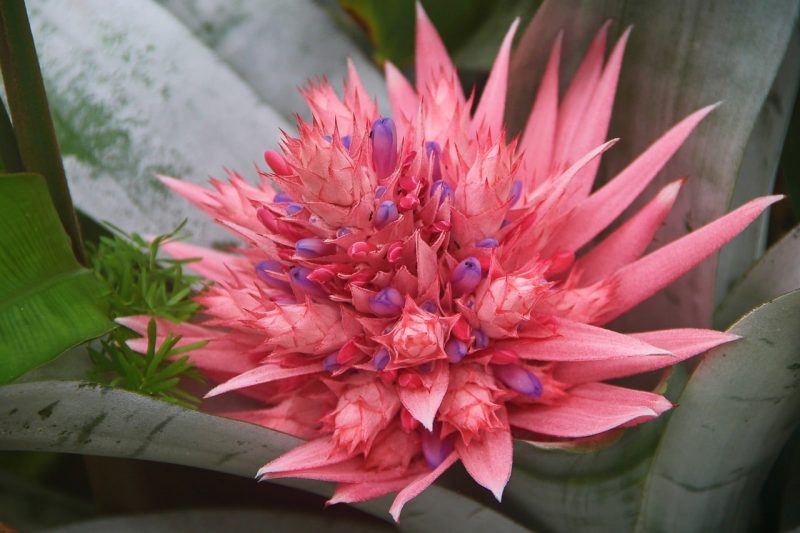 How Long Do Bromeliads Last And Best Care Tips