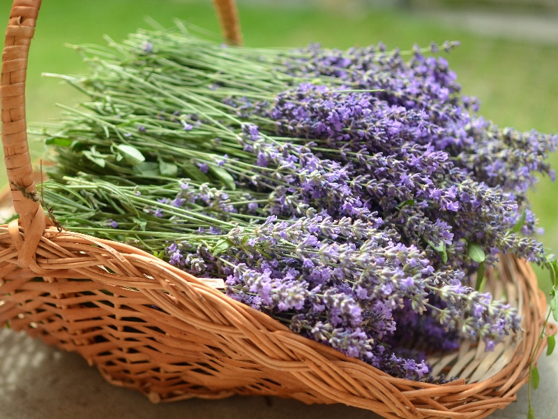 Where to Sell Lavender? 