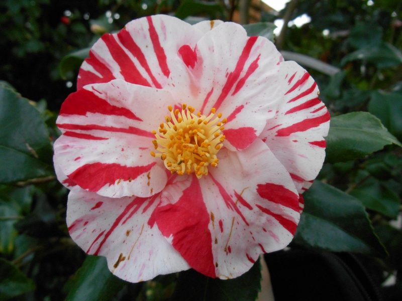 How to Root Camellias from Cuttings: A Step-by-Step Guide