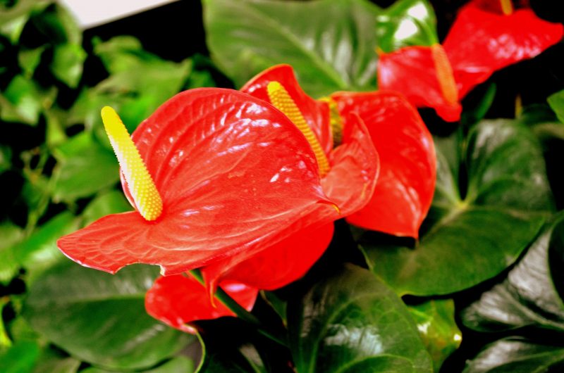 How To Get Anthurium To Bloom For Success