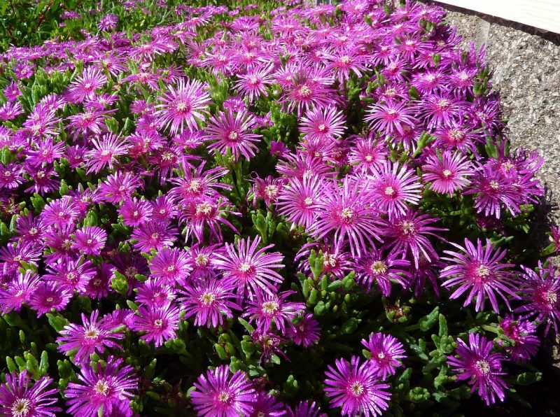 How To Grow Ice Plant From Cuttings. 2 Easy Steps
