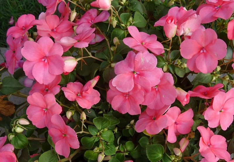 How to Revive Dying Impatiens