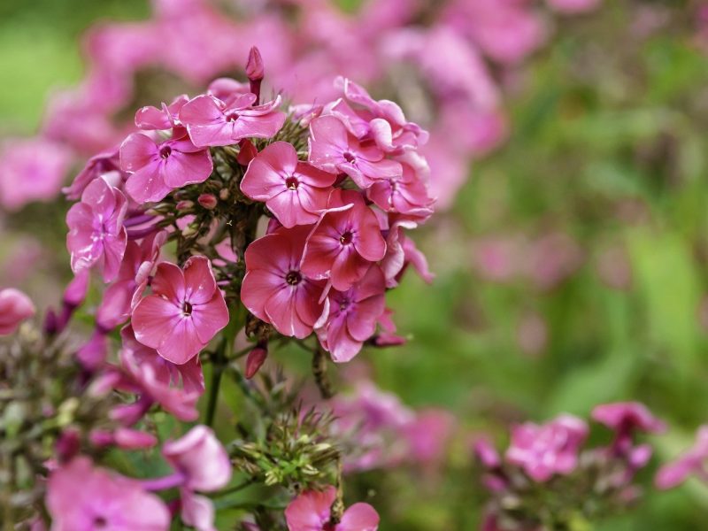 How To Prune Phlox. The Best Way